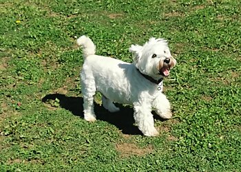 Dog Walk Northampton