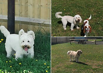 Dog Walk Northampton