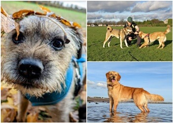 Dog Walks Dundee