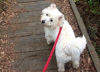 Dog Whisperer Poole & Bournemouth