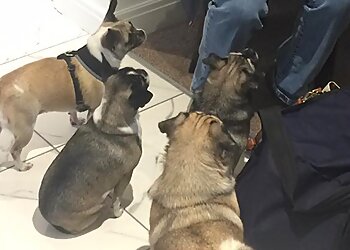 Dog Whisperer Poole & Bournemouth