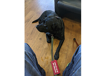 Dog Whisperer Poole & Bournemouth