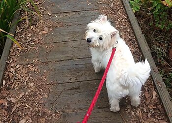 Dog Whisperer Poole & Bournemouth