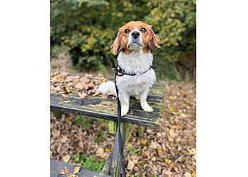 Dog Wiggles Sitters Milton Keynes