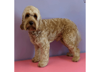 Dog and Bone Grooming