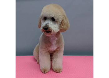 Dog and Bone Grooming