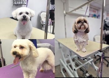 Doggie Divas Dog Grooming Salon