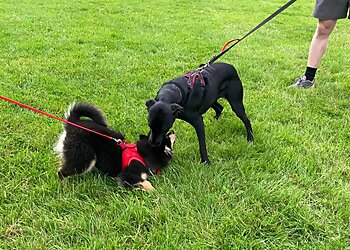 Doggiedodoggiedon’t