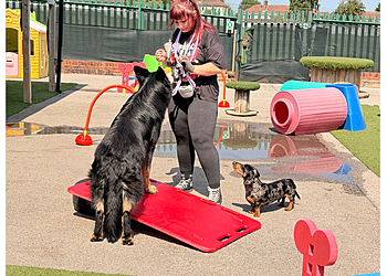 Doggy Day Academy Ltd
