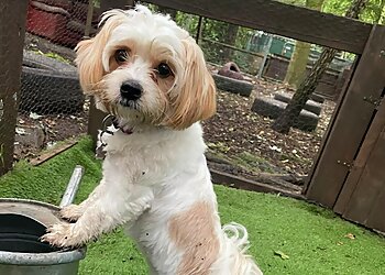 Doggy Daycare Trafford Park