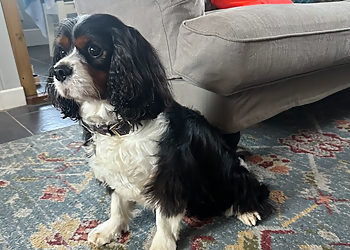 Doggy Styles Dog Grooming