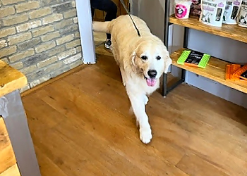 Doggy Styling Boutique & Grooming