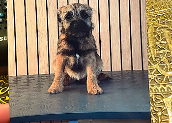 Doggy Styling Boutique & Grooming