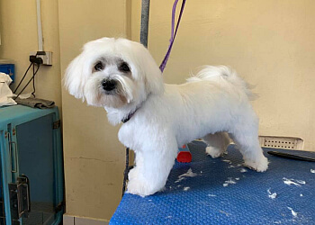 3 Best Pet Grooming in Macclesfield, UK - Expert Recommendations