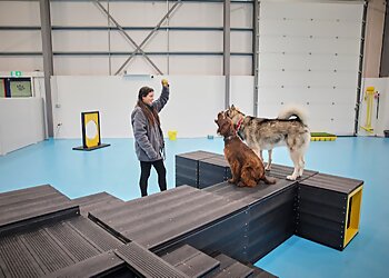 Trafford boarding kennels Dogs Aloud  image 1