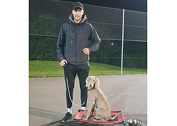 Dogs Behaving Gladly