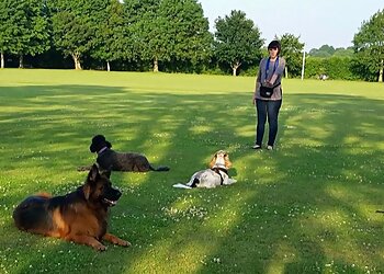 Dogs Naturally Dog Training