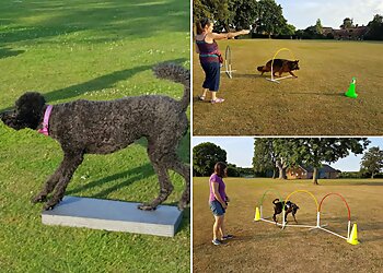 Dogs Naturally Dog Training