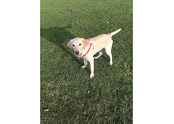 Dogsville Daycare