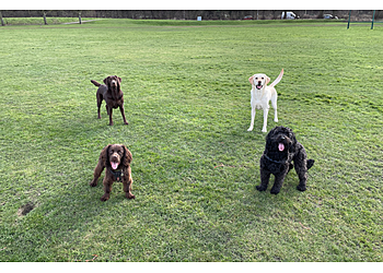 Dogsville Daycare