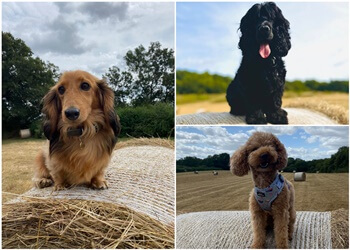 Dogtopia Pet Services