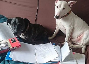 Dogworthy Dog Training