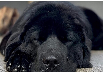 Belfast boarding kennels Dogzone NI image 1