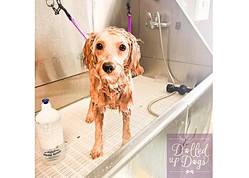Dolled Up Dogs Grooming Parlour & Spa Ltd