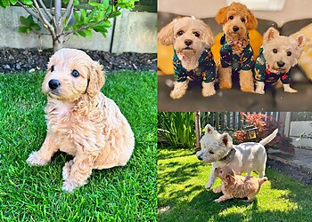 Dolled Up Dogs Grooming Parlour & Spa Ltd