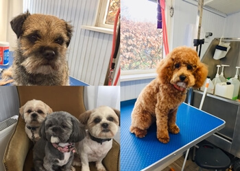 Dolly & Scruffy’s Dog Grooming Studio