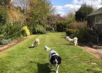 Dominy's Dog Boarding