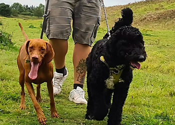 Donna's Dog Walking