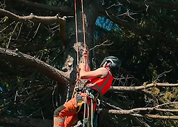 Dr Green Tree Care Dr Green Tree Care