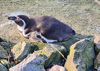 Dudley Zoo and Castle