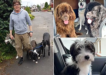 Dumfries dog walkers