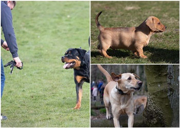 Dundee Dog Trainer