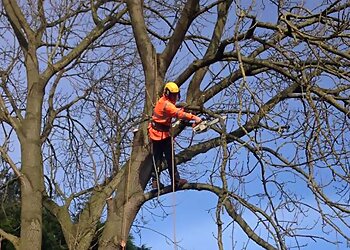E.D.S Tree Services
