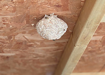 Ebbsfleet Pest Control