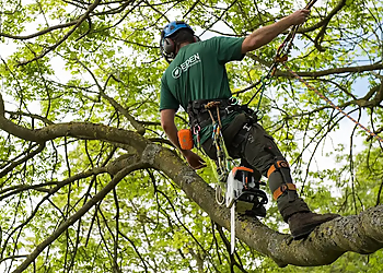 Eden Tree Specialists Ltd