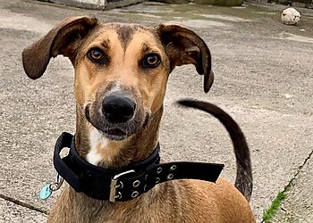 Elna Dog Boarding Kennels