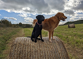 Embark Dog Training Embark Dog Training