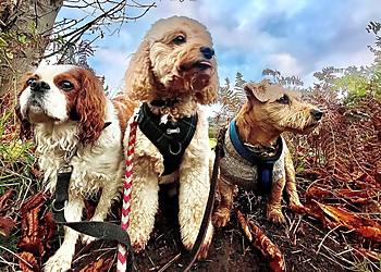 Emma's Ark Dog Boarding and Day Care