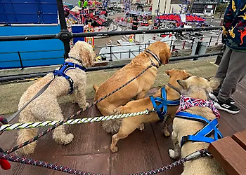 Emma's Ark Dog Boarding and Day Care