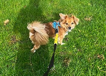 Em’s Dog walking and pet care Sawtry