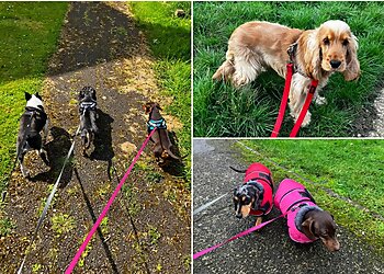 Em’s Dog walking and pet care Sawtry