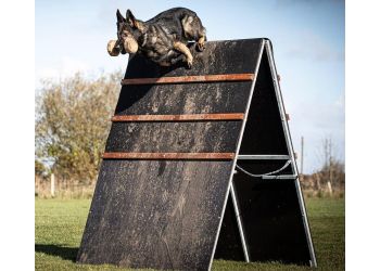Essex Dog Trainer