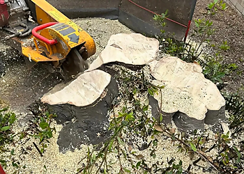 Evergreen Tree Surgery