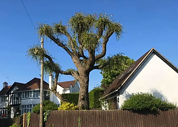 Evergreen Tree Surgery