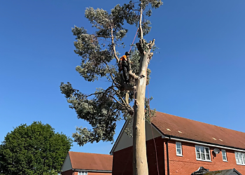 Evergreen Tree Surgery