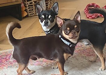 Every Dog Can Dog Training